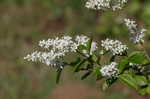 Chinese privet